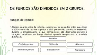 OS FUNGOS SÃO DIVIDIDOS EM 2 GRUPOS:
Fungos de campo:
• Atacam os grão antes da colheita, exigem teor de agua dos grãos superiores
a 20% e umidade relativa superior a 90%, porem não continuam crescendo
durante a armazenagem, já que normalmente são destruídos durante a
secagem. Atividade do fungo diminui quando temperatura e umidade
diminuem.
Cephalosporium
Fusarium
Gibberella
NigrosporaHelminthosporium
Alternaria
Cladosporium
 