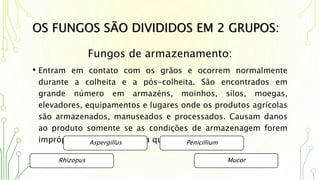 OS FUNGOS SÃO DIVIDIDOS EM 2 GRUPOS:
Fungos de armazenamento:
• Entram em contato com os grãos e ocorrem normalmente
durante a colheita e a pós-colheita. São encontrados em
grande número em armazéns, moinhos, silos, moegas,
elevadores, equipamentos e lugares onde os produtos agrícolas
são armazenados, manuseados e processados. Causam danos
ao produto somente se as condições de armazenagem forem
impróprias à manutenção da qualidade do produto.Aspergillus Penicillium
Rhizopus Mucor
 