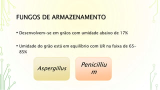 FUNGOS DE ARMAZENAMENTO
• Desenvolvem-se em grãos com umidade abaixo de 17%
• Umidade do grão está em equilíbrio com UR na faixa de 65-
85%
Aspergillus
Penicilliu
m
 