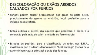 DESCOLORAÇÃO OU GRÃOS ARDIDOS
CAUSADOS POR FUNGOS
• Fungos podem causar descoloração dos grãos ou parte deles,
principalmente do germe ou embrião, local preferido para a
invasão da microflora.
• Grãos ardidos e pretos são aqueles que perderam o brilho e a
coloração pela ação do calor, umidade ou fermentação.
• Estudos de padrões, para a classificação de grãos nos E.U.A.,
mostraram que os danos denominados “heat damage” (danos pelo
calor) tinham causa principal a ação dos fungos.
 