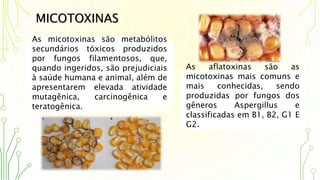 MICOTOXINAS
As micotoxinas são metabólitos
secundários tóxicos produzidos
por fungos filamentosos, que,
quando ingeridos, são prejudiciais
à saúde humana e animal, além de
apresentarem elevada atividade
mutagênica, carcinogênica e
teratogênica.
As aflatoxinas são as
micotoxinas mais comuns e
mais conhecidas, sendo
produzidas por fungos dos
gêneros Aspergillus e
classificadas em B1, B2, G1 E
G2.
 