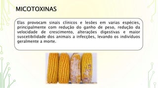 Elas provocam sinais clínicos e lesões em varias espécies,
principalmente com redução do ganho de peso, redução da
velocidade de crescimento, alterações digestivas e maior
suscetibilidade dos animais a infecções, levando os indivíduos
geralmente a morte.
MICOTOXINAS
 