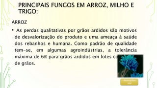 PRINCIPAIS FUNGOS EM ARROZ, MILHO E
TRIGO:
ARROZ
• As perdas qualitativas por grãos ardidos são motivos
de desvalorização do produto e uma ameaça à saúde
dos rebanhos e humana. Como padrão de qualidade
tem-se, em algumas agroindústrias, a tolerância
máxima de 6% para grãos ardidos em lotes comerciais
de grãos.
Aspergillus
spp
 