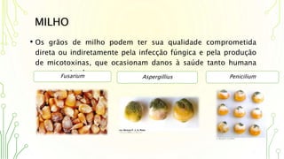 MILHO
• Os grãos de milho podem ter sua qualidade comprometida
direta ou indiretamente pela infecção fúngica e pela produção
de micotoxinas, que ocasionam danos à saúde tanto humana
quanto animal.Fusarium Aspergillius Penicilium
 