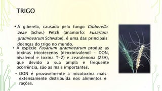 TRIGO
• A giberela, causada pelo fungo Gibberella
zeae (Schw.) Petch (anamorfo: Fusarium
graminearum Schwabe), é uma das principais
doenças do trigo no mundo.
• A espécie Fusarium graminearum produz as
toxinas tricotecenos (deoxinivalenol - DON,
nivalenol e toxina T-2) e zearalenona (ZEA),
que devido a sua ampla e frequente
ocorrência, são as mais importantes.
• DON é provavelmente a micotoxina mais
extensamente distribuída nos alimentos e
rações.
 