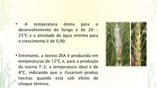 • A temperatura ótima para o
desenvolvimento do fungo é de 20 –
25ºC e a atividade de água mínima para
o crescimento é de 0,90.
• Entretanto, a toxina ZEA é produzida em
temperaturas de 12ºC e, para a produção
da toxina T-2, a temperatura ideal é de
8ºC, indicando que o Fusarium produz
toxinas quando está sob efeito de
choque térmico.
 