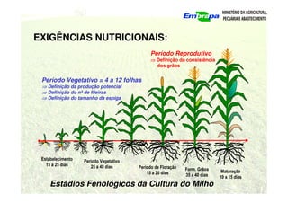 Estádios Fenológicos da Cultura do Milho
Estabelecimento
15 a 25 dias
Período Vegetativo
25 a 40 dias Período de Floração
15 a 20 dias
Form. Grãos
35 a 40 dias
Maturação
10 a 15 dias
Período Vegetativo = 4 a 12 folhas
⇒
⇒
⇒
⇒ Definição da produção potencial
⇒
⇒
⇒
⇒ Definição do nº de fileiras
⇒
⇒
⇒
⇒ Definição do tamanho da espiga
Período Reprodutivo
⇒
⇒
⇒
⇒ Definição da consistência
dos grãos
EXIGÊNCIAS NUTRICIONAIS:
 