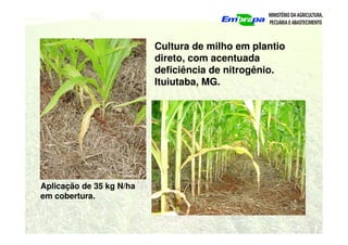 Cultura de milho em plantio
direto, com acentuada
deficiência de nitrogênio.
Ituiutaba, MG.
Aplicação de 35 kg N/ha
em cobertura.
 