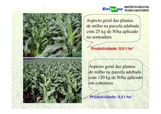 Aspecto geral das plantas
de milho na parcela adubada
com 25 kg de N/ha aplicado
na semeadura
Aspecto geral das plantas
de milho na parcela adubada
com 120 kg de N/ha aplicado
em cobertura
Produtividade: 9,0 t ha-1
Produtividade: 9,4 t ha-1
 