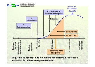 Esquema de aplicação de N no milho em sistema de rotação e
sucessão de culturas em plantio direto.
Estádio
V6
Florescimento
Maturação
fisiológica
Semeadura
do
milho
Manejo
mecânico
Semeadura
de
aveia
ou
milheto
Resíduos
de
soja
Curva de
crescimento
do milho
> consumo de N
pela planta
N
Pré-semeadura
N
Semeadura
4ª - 8ª Folha
8ª - 12ª Folha
N Cobertura #
estádios fenológicos
Fertirrigação
 