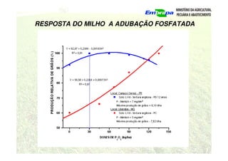 RESPOSTA DO MILHO A ADUBAÇÃO FOSFATADA
 
