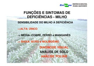 FUNÇÕES E SINTOMAS DE
DEFICIÊNCIAS - MILHO
DIAGNOSE VISUAL
ANÁLISE DE SOLO
ANÁLISE FOLIAR
SENSIBILIDADE DO MILHO À DEFICIÊNCIA
⇒
⇒
⇒
⇒ALTA: ZINCO
⇒
⇒
⇒
⇒ MÉDIA: COBRE, FERRO e MANGANÊS
⇒
⇒
⇒
⇒ BAIXA: BORO e MOLIBDÊNIO
 