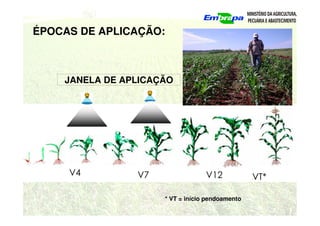 ÉPOCAS DE APLICAÇÃO:
JANELA DE APLICAÇÃO
V7 VT*
* VT = início pendoamento
V12
V4
 