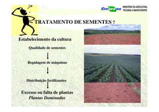 TRATAMENTO DE SEMENTES ?
Estabelecimento da cultura
Regulagem de máquinas
Qualidade de sementes
Excesso ou falta de plantas
Plantas Dominadas
Distribuição fertilizantes
 