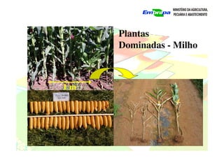 Plantas
Dominadas - Milho
1 m
 