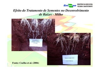 Efeito do Tratamento de Sementes no Desenvolvimento
de Raízes - Milho
Fonte: Coelho et al. (2006)
 