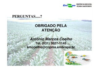 OBRIGADO PELA
ATENÇÃO
Antônio Marcos Coelho
Tel. (031) 3027-1145
amcoelho@cnpms.embrapa.br
PERGUNTAS.....?
 