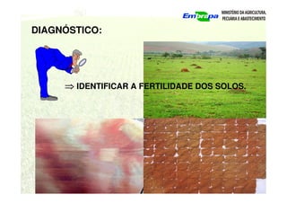 DIAGNÓSTICO:
⇒
⇒
⇒
⇒ IDENTIFICAR A FERTILIDADE DOS SOLOS.
 