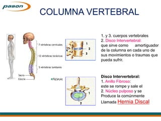 1. y 3. cuerpos vertebrales
2. Disco Intervertebral:
que sirve como amortiguador
de la columna en cada uno de
sus movimientos o traumas que
pueda sufrir.
Disco Intervertebral:
1. Anillo Fibroso:
este se rompe y sale el
2. Núcleo pulposo y se
Produce la comúnmente
Llamada Hernia Discal
COLUMNA VERTEBRAL
 