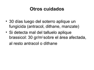 Otros cuidados
• 30 días luego del soterro aplique un
fungicida (antracol, dithane, manzate)
• Si detecta mal del talluelo aplique
brassicol: 30 gr/m2
sobre el área afectada,
al resto antracol o dithane
 