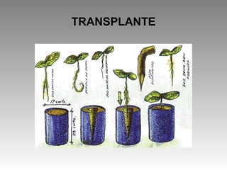 TRANSPLANTE
 