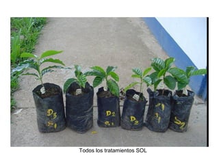 Todos los tratamientos SOL
 