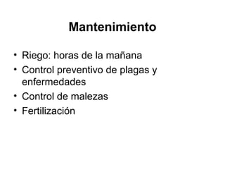 Mantenimiento
• Riego: horas de la mañana
• Control preventivo de plagas y
enfermedades
• Control de malezas
• Fertilización
 