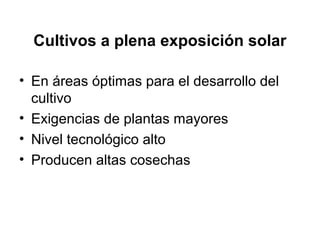Cultivos a plena exposición solar
• En áreas óptimas para el desarrollo del
cultivo
• Exigencias de plantas mayores
• Nivel tecnológico alto
• Producen altas cosechas
 