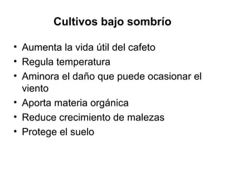 Cultivos bajo sombrío
• Aumenta la vida útil del cafeto
• Regula temperatura
• Aminora el daño que puede ocasionar el
viento
• Aporta materia orgánica
• Reduce crecimiento de malezas
• Protege el suelo
 