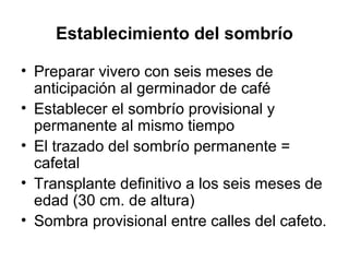 Establecimiento del sombrío
• Preparar vivero con seis meses de
anticipación al germinador de café
• Establecer el sombrío provisional y
permanente al mismo tiempo
• El trazado del sombrío permanente =
cafetal
• Transplante definitivo a los seis meses de
edad (30 cm. de altura)
• Sombra provisional entre calles del cafeto.
 