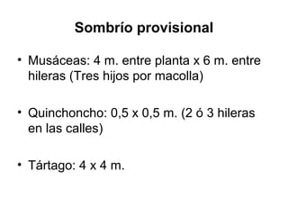 Sombrío provisional
• Musáceas: 4 m. entre planta x 6 m. entre
hileras (Tres hijos por macolla)
• Quinchoncho: 0,5 x 0,5 m. (2 ó 3 hileras
en las calles)
• Tártago: 4 x 4 m.
 