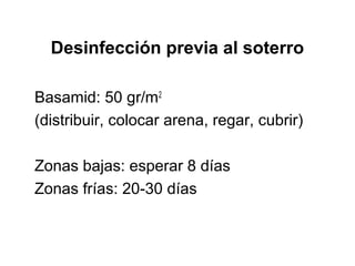 Desinfección previa al soterro
Basamid: 50 gr/m2
(distribuir, colocar arena, regar, cubrir)
Zonas bajas: esperar 8 días
Zonas frías: 20-30 días
 