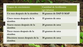 Etapas de crecimiento Cantidad de fertilizante
(gr/planta)
Un mes después de la siembra 10 gramos de DAP O MAP
Cinco meses después de la
siembra
15 gramos de urea
Nueve meses después de la
siembra
20 gramos de urea
Trece meses después de la
siembra
25 gramos de urea
Diecisiete meses después de la
siembra
30 gramos de urea
 