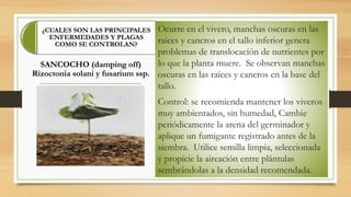 ¿CUALES SON LAS PRINCIPALES
ENFERMEDADES Y PLAGAS
COMO SE CONTROLAN?
Ocurre en el vivero, manchas oscuras en las
raíces y cancros en el tallo inferior genera
problemas de translocación de nutrientes por
lo que la planta muere. Se observan manchas
oscuras en las raíces y cancros en la base del
tallo.
Control: se recomienda mantener los viveros
muy ambientados, sin humedad, Cambie
periódicamente la arena del germinador y
aplique un fumigante registrado antes de la
siembra. Utilice semilla limpia, seleccionada
y propicie la aireación entre plántulas
sembrándolas a la densidad recomendada.
SANCOCHO (damping off)
Rizoctonia solani y fusarium ssp.
 