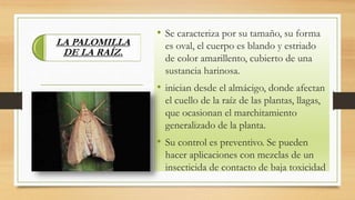 LA PALOMILLA
DE LA RAÍZ.
• Se caracteriza por su tamaño, su forma
es oval, el cuerpo es blando y estriado
de color amarillento, cubierto de una
sustancia harinosa.
• inician desde el almácigo, donde afectan
el cuello de la raíz de las plantas, llagas,
que ocasionan el marchitamiento
generalizado de la planta.
• Su control es preventivo. Se pueden
hacer aplicaciones con mezclas de un
insecticida de contacto de baja toxicidad
 