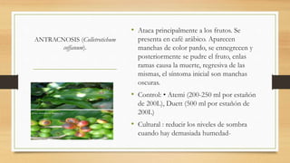 ANTRACNOSIS (Colletrotichum
coffanum).
• Ataca principalmente a los frutos. Se
presenta en café arábico. Aparecen
manchas de color pardo, se ennegrecen y
posteriormente se pudre el fruto, enlas
ramas causa la muerte, regresiva de las
mismas, el síntoma inicial son manchas
oscuras.
• Control: • Atemi (200-250 ml por estañón
de 200L), Duett (500 ml por estañón de
200L)
• Cultural : reducir los niveles de sombra
cuando hay demasiada humedad-
 