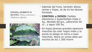 PHOMA, DERRITE O
QUEMA: (Phoma costarricense ).
(Phyllosticta coffeicola).
• Además del fruto, también afecta
ramas y hojas, se da en las épocas
lluviosas.
• CONTROL y DOSIS: Fosfato
diamónico o Superfosfato triple 2
kg., Benlate 60 grs., adherente 50
cc , y agua 100 Its.
• En hojas jóvenes grandes aparecen
manchas de color negro mate y la
punta se pliega en torno a esas
manchas. Ataca en zonas altas por
encima de los 1.300 msnm
 