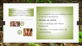 COCHINILLAS Geococcus, Rhizoecus (piojillo
blanco de la raíz), Dysmicoccus, Pseudococcus,
Planococcus (cochinilla
del tallo en plantas jóvenes)
• Son chupadores de savia, debilitan el árbol
y reducen la producción.
• Medidas de control:
• - Uso de almácigo sano- Buena
fertilización
• - Diazinon, 1 L/estañón (100 cc de
mezcla/planta).
Raíz
Tallo
 