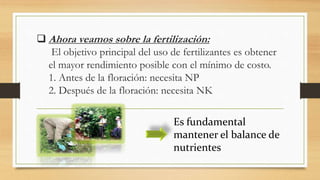  Ahora veamos sobre la fertilización:
El objetivo principal del uso de fertilizantes es obtener
el mayor rendimiento posible con el mínimo de costo.
1. Antes de la floración: necesita NP
2. Después de la floración: necesita NK
Es fundamental
mantener el balance de
nutrientes
 