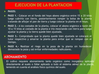 EJECUCION DE LA PLANTACION
 PASOS:
 PASO 1.- Colocar en el fondo del hoyo abono orgánico entre 15 a 20 kilos
luego cubri...
