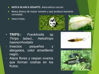 PEGADOR DE BROTES: Argyrotaenia
sp.
Polilla marron con mancha blanca en
el dorso. Larva verde.
Ataca hojas, doblándolas y
...