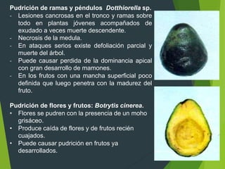 Antracnosis del fruto: Colletotrichum gloeosporioides
- Manchas circulares en los frutos con el centro hundido y/o
con gri...