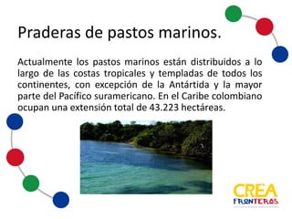 Actualmente los pastos marinos están distribuidos a lo largo
de las costas tropicales y templadas de todos los continentes,
con excepción de la Antártida y la mayor parte del Pacífico
suramericano. En el Caribe colombiano ocupan una extensión
total de 43.223 hectáreas.
Praderas	
  de	
  pastos	
  marinos
 