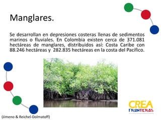 Se desarrollan en depresiones costeras llenas de sedimentos
marinos o fluviales. En Colombia existen cerca de 371.081
hectáreas de manglares, distribuidos así: Costa Caribe con
88.246 hectáreas y 282.835 hectáreas en la costa del Pacífico.
Manglares
(Jimeno	
  &	
  Reichel-­‐Dolmatoff)
 
