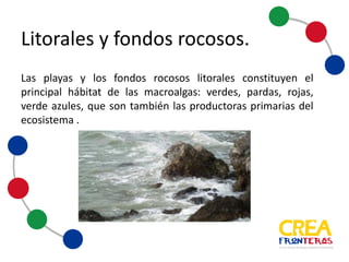 Las playas y los fondos rocosos litorales constituyen el
principal hábitat de las macro algas: verdes, pardas, rojas,
verde azules, que son también las productoras primarias del
ecosistema.
Litorales	
  y	
  fondos	
  rocosos
 