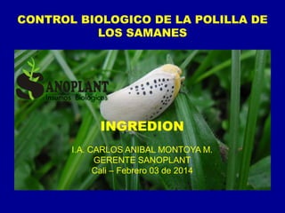 CONTROL BIOLOGICO DE LA POLILLA DE
LOS SAMANES
INGREDION
I.A. CARLOS ANIBAL MONTOYA M.
GERENTE SANOPLANT
Cali – Febrero 03 de 2014
 