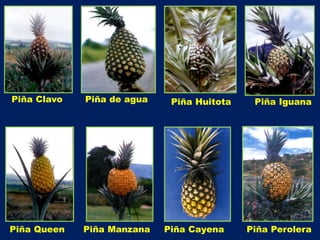 Manejo biologico del cultivo de la piña. Dagua - Valle | PDF