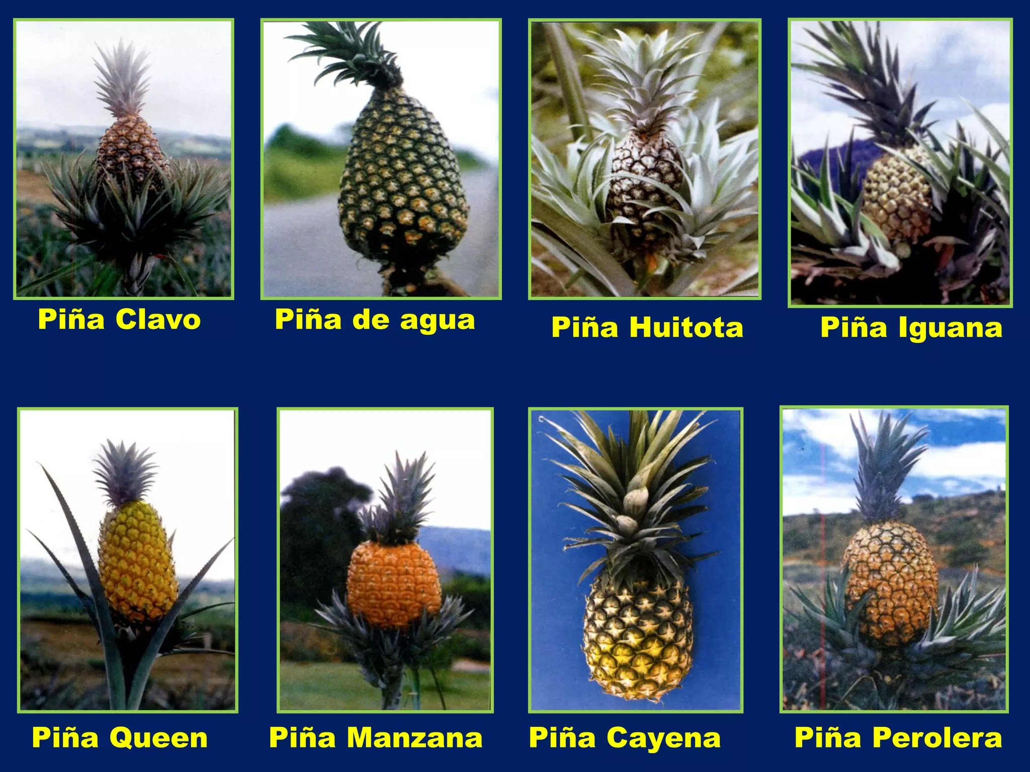 Manejo biológico del cultivo de la piña. | PDF