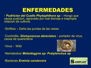 Manejo biológico del cultivo de la piña. | PDF