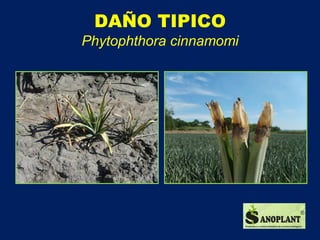 Manejo biológico del cultivo de la piña. | PDF